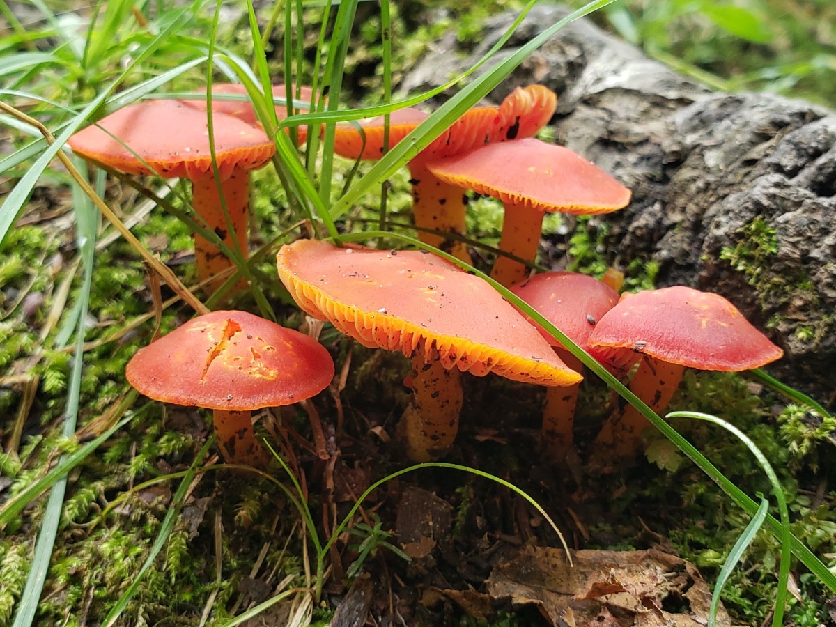 The Wonderful World of Fungi
